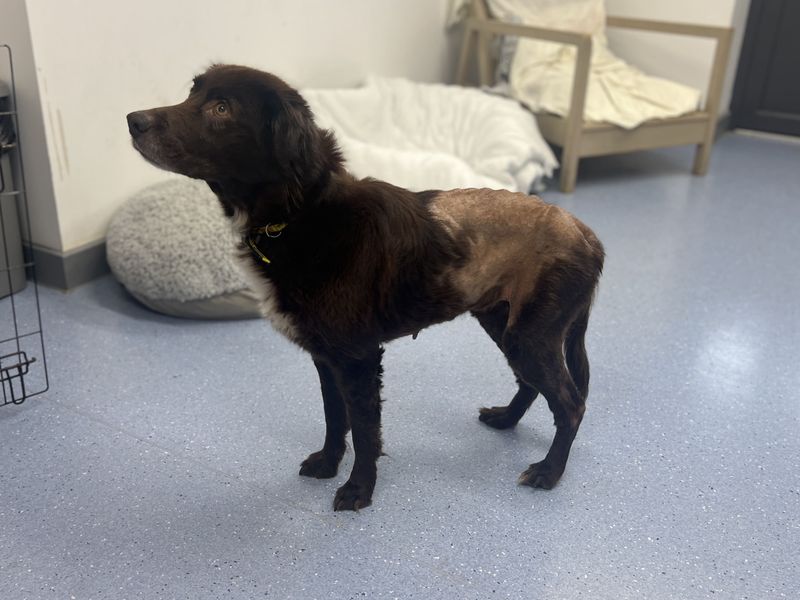 undefined | Retriever (Labrador) Cross | undefined - 3