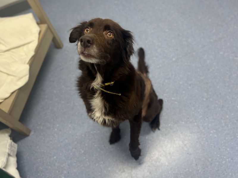 Border Collie Dogs And Puppies For Adoption