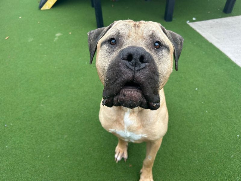 undefined | Mastiff Cross | undefined - 3
