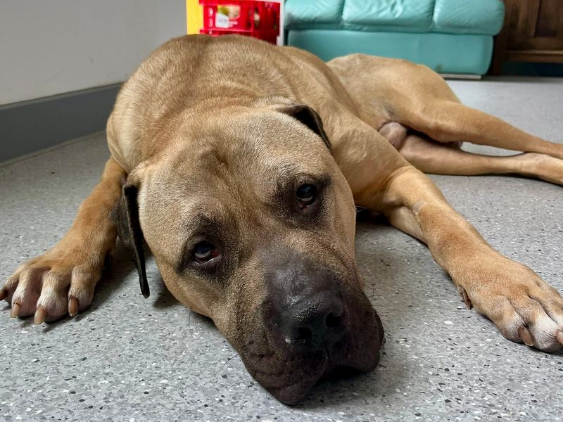 undefined | Mastiff Cross | undefined - 4