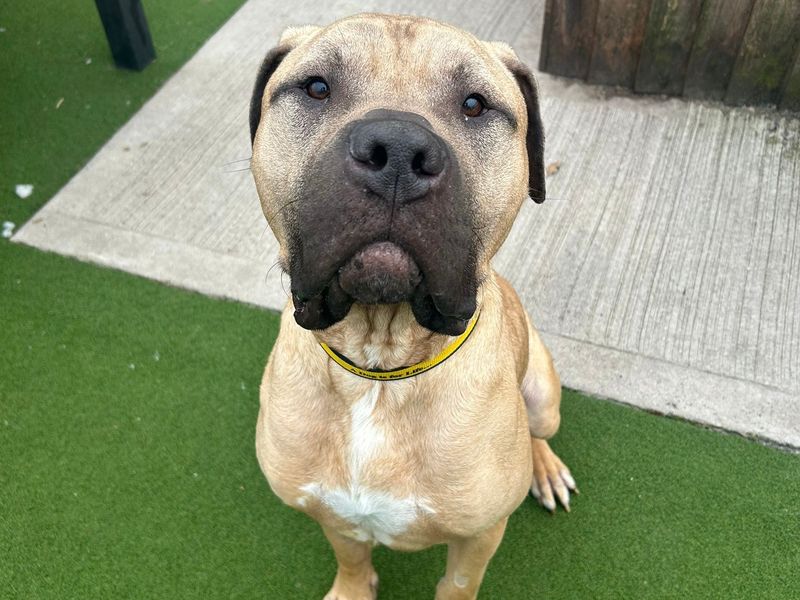 undefined | Mastiff Cross | undefined - 2