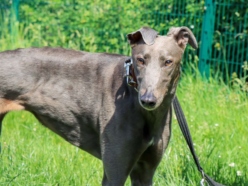 undefined | Greyhound | undefined - 3
