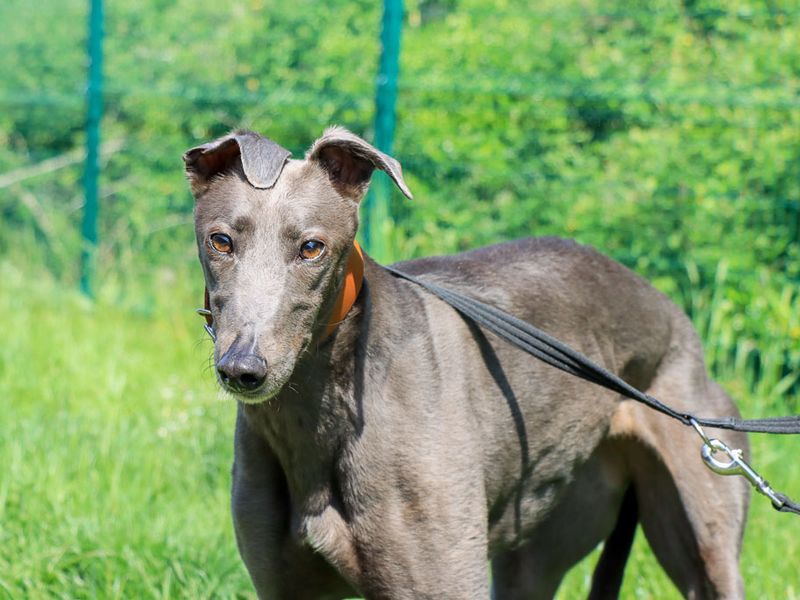 undefined | Greyhound | undefined - 1