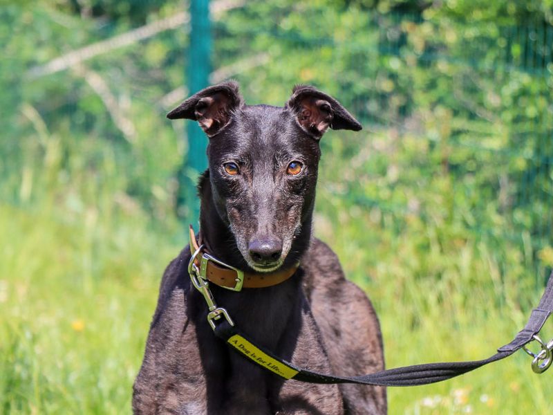 undefined | Greyhound | undefined - 1