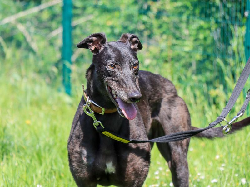 undefined | Greyhound | undefined - 3