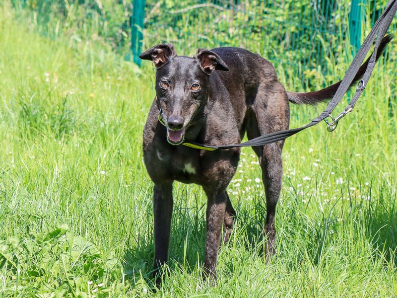 undefined | Greyhound | undefined - 4