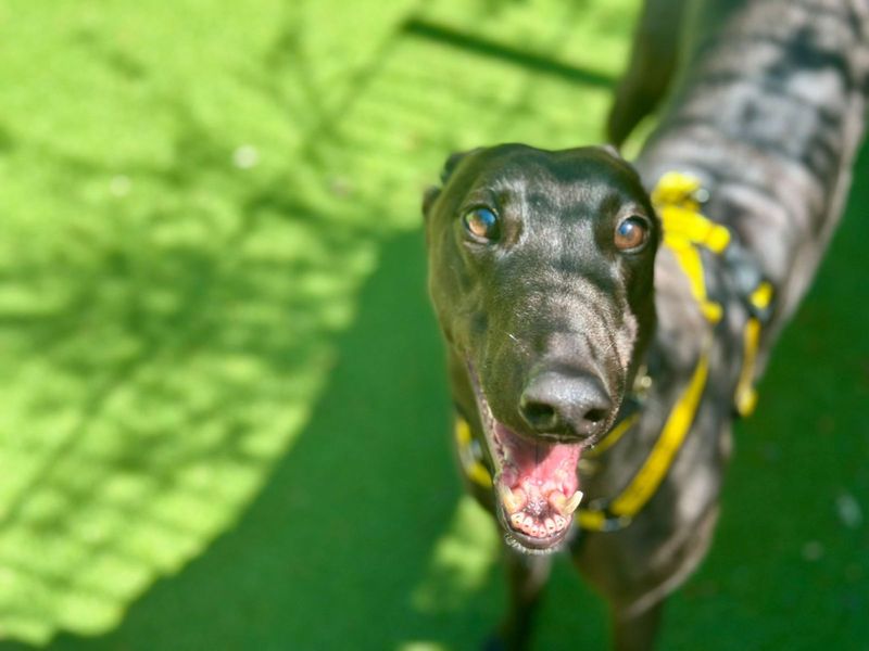 undefined | Greyhound | undefined - 2