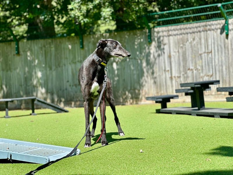 undefined | Greyhound | undefined - 2