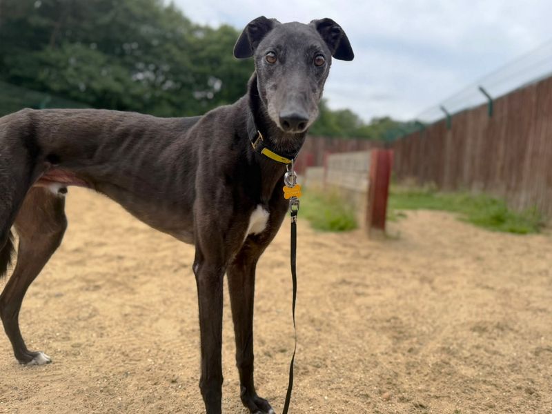 Bimini | Greyhound | Canterbury - 3