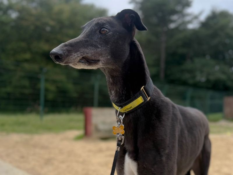 Bimini | Greyhound | Canterbury - 1