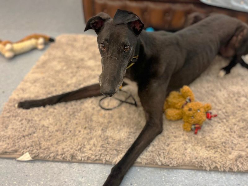 Bimini | Greyhound | Canterbury - 5