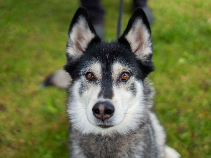 undefined | Siberian Husky | undefined - 6
