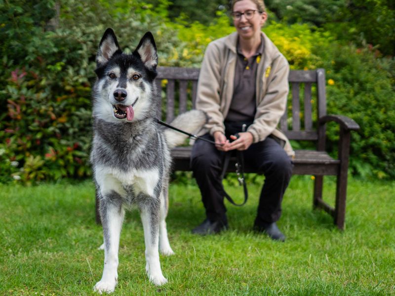 undefined | Siberian Husky | undefined - 2
