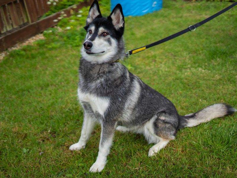 undefined | Siberian Husky | undefined - 4