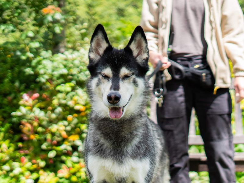 undefined | Siberian Husky | undefined - 5