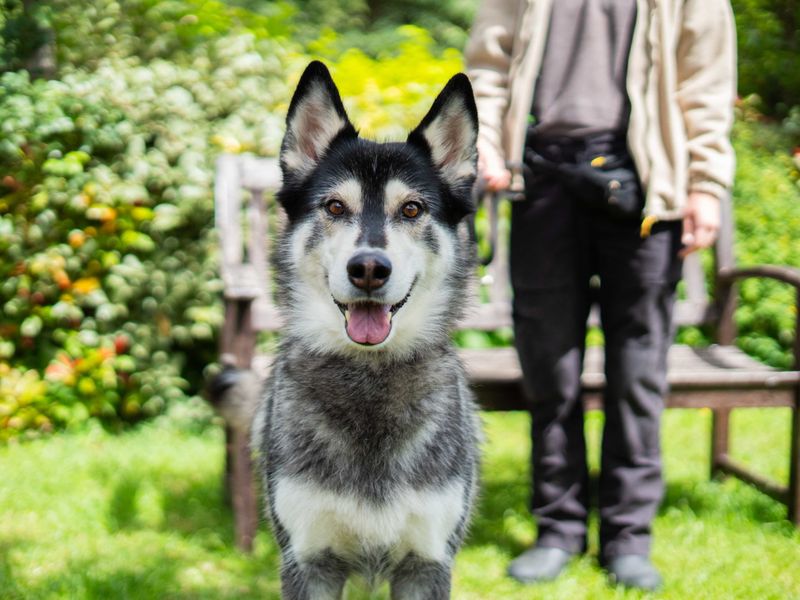 undefined | Siberian Husky | undefined - 3