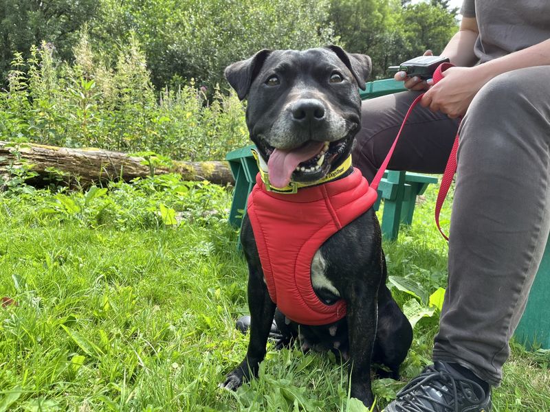 Millie | Terrier (Staffordshire Bull) | Ilfracombe - 3