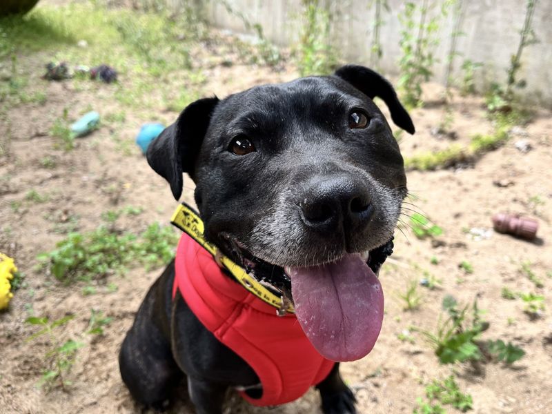 Millie | Terrier (Staffordshire Bull) | Ilfracombe - 2