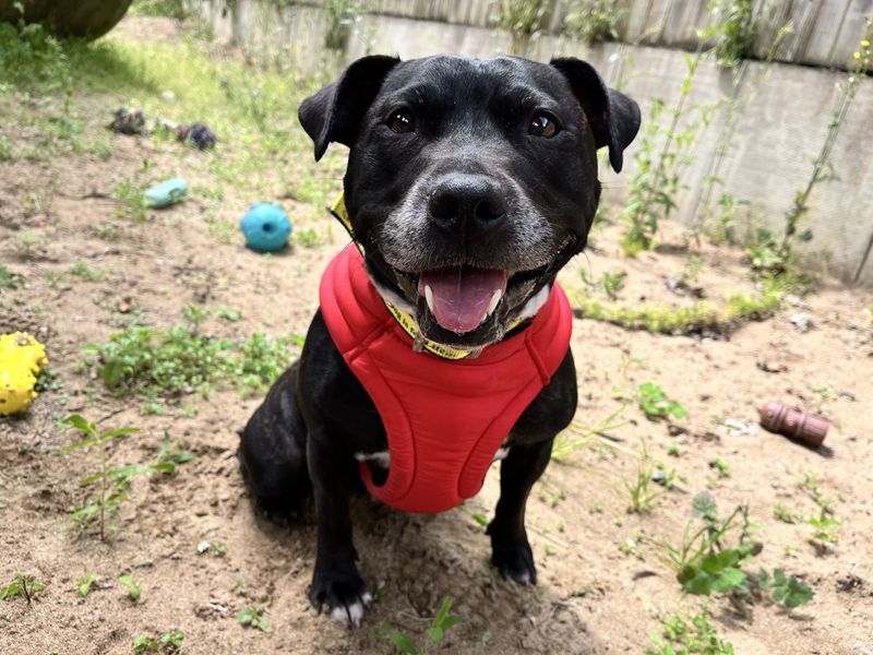 Millie | Terrier (Staffordshire Bull) | Ilfracombe - 1