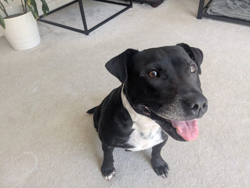 Millie | Terrier (Staffordshire Bull) | Ilfracombe - 6