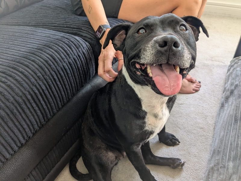 Millie | Terrier (Staffordshire Bull) | Ilfracombe - 5