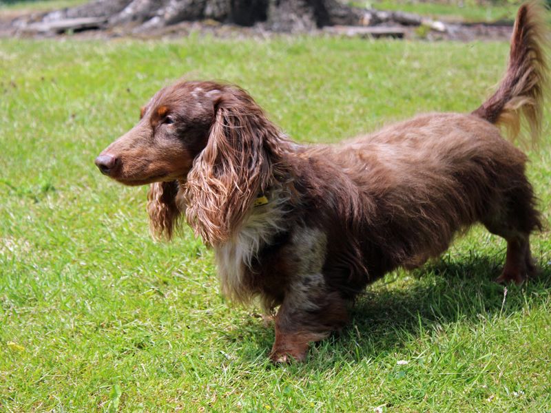 undefined | Dachshund (Miniature Long Haired) | undefined - 1