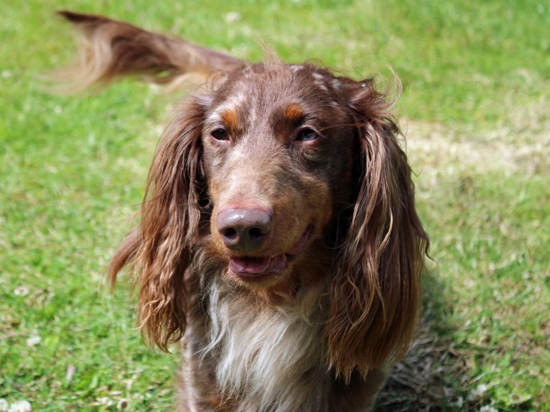 undefined | Dachshund (Miniature Long Haired) | undefined - 3