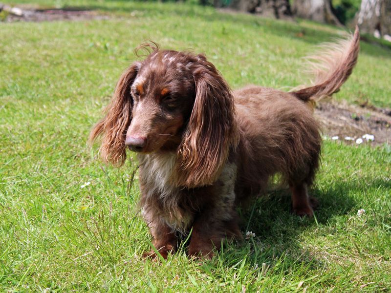 undefined | Dachshund (Miniature Long Haired) | undefined - 4