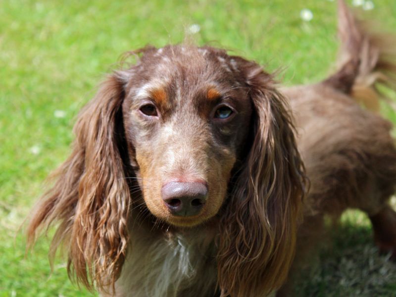undefined | Dachshund (Miniature Long Haired) | undefined - 2