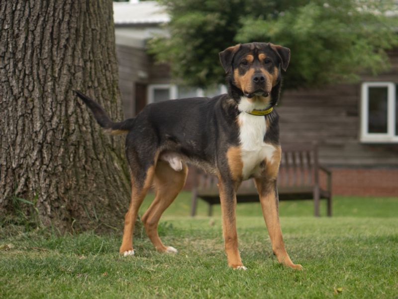 undefined | Rottweiler Cross | undefined - 2