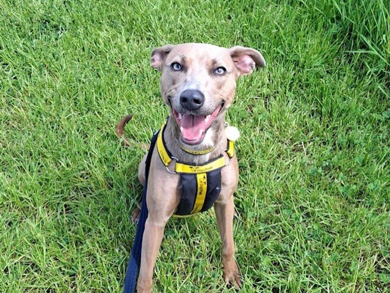 undefined | Whippet Cross | undefined - 2