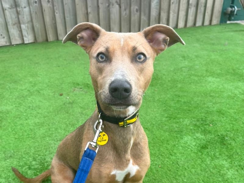 undefined | Whippet Cross | undefined - 1