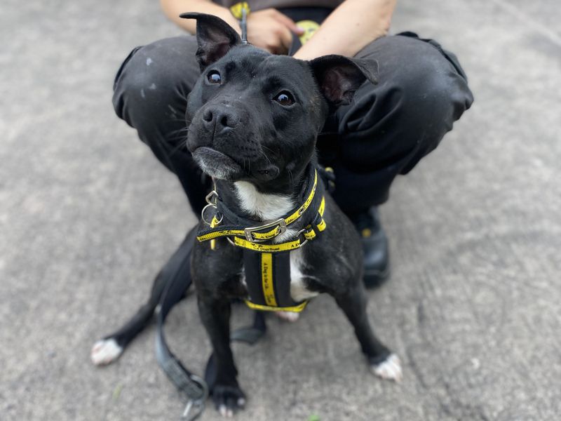 Kola | Terrier (Staffordshire Bull) | Shrewsbury (Shropshire) - 3