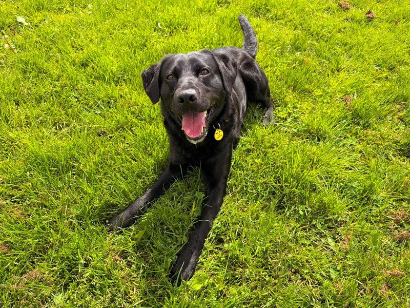 undefined | Retriever (Labrador) | undefined - 2