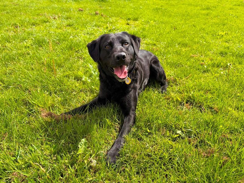 undefined | Retriever (Labrador) | undefined - 3