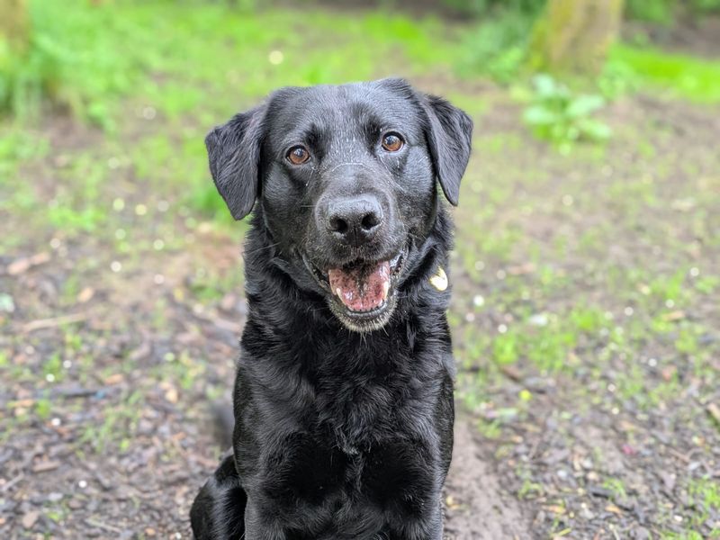 undefined | Retriever (Labrador) | undefined - 1