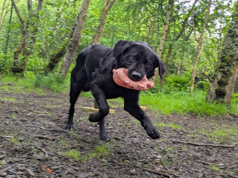 undefined | Retriever (Labrador) | undefined - 4