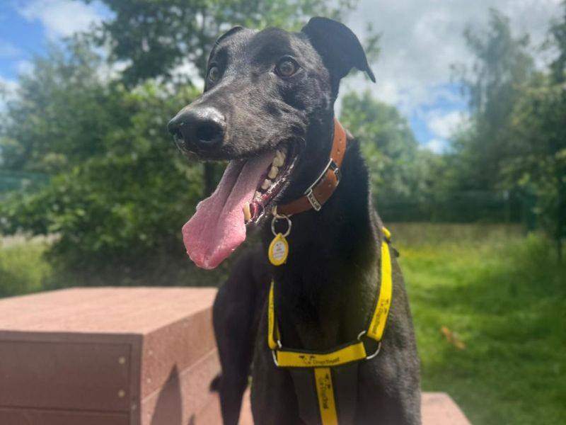 undefined | Greyhound | undefined - 4