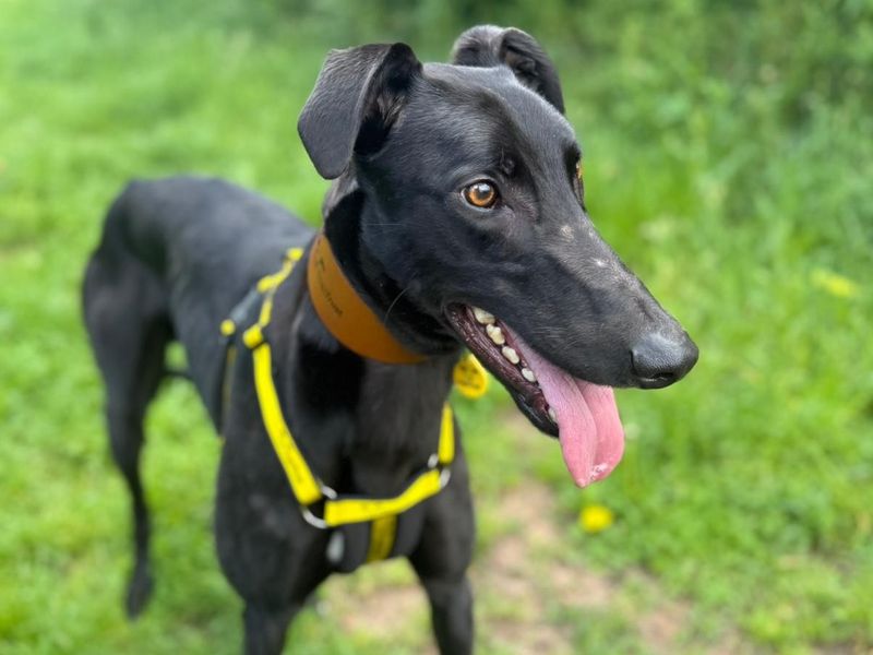 Greyhound Dogs And Puppies For Adoption