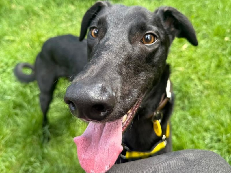 undefined | Greyhound | undefined - 2