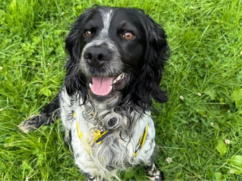 undefined | Spaniel (English Springer) | undefined - 4