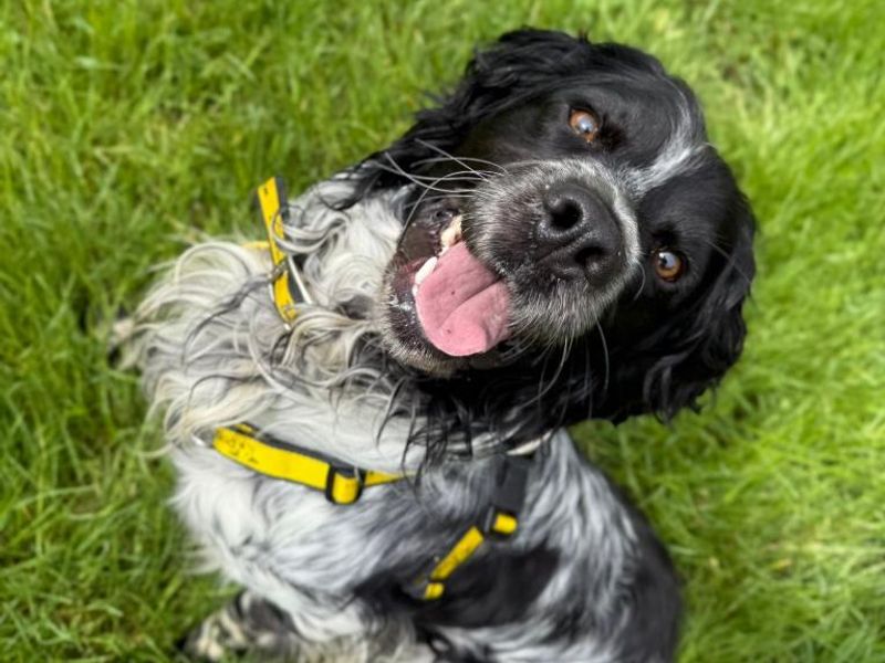undefined | Spaniel (English Springer) | undefined - 2