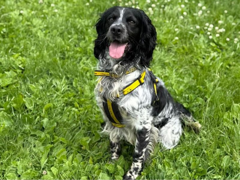 undefined | Spaniel (English Springer) | undefined - 3