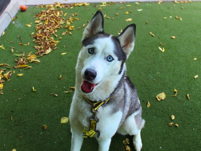 Willow | Siberian Husky | Manchester - 10