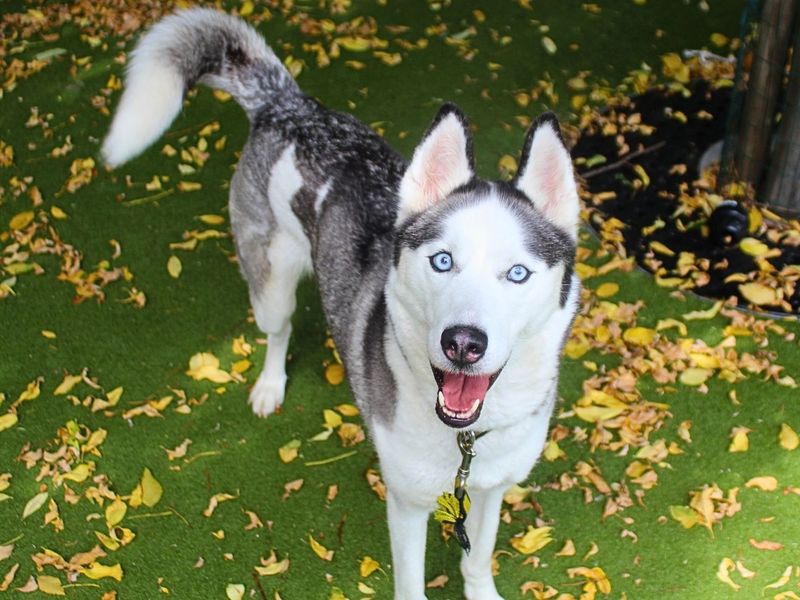 Willow | Siberian Husky | Manchester - 8