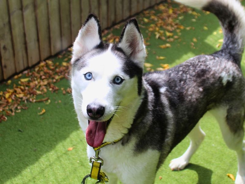 Willow | Siberian Husky | Manchester - 9