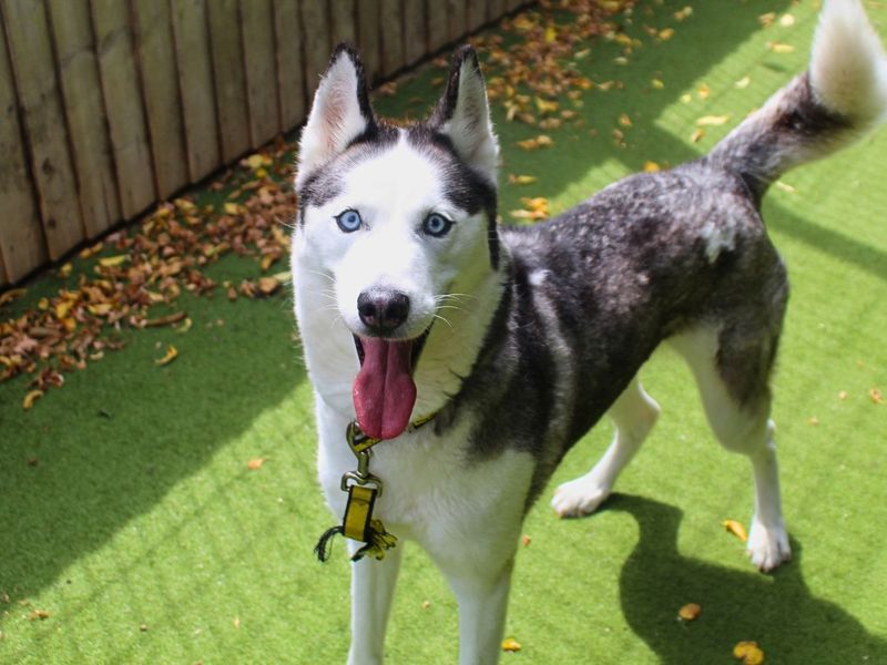 Willow | Siberian Husky | Manchester - 2
