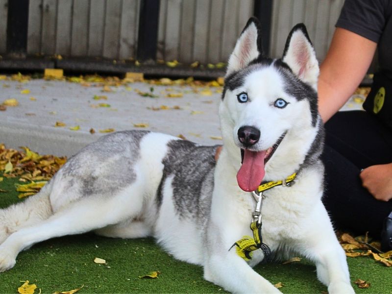 Willow | Siberian Husky | Manchester - 5