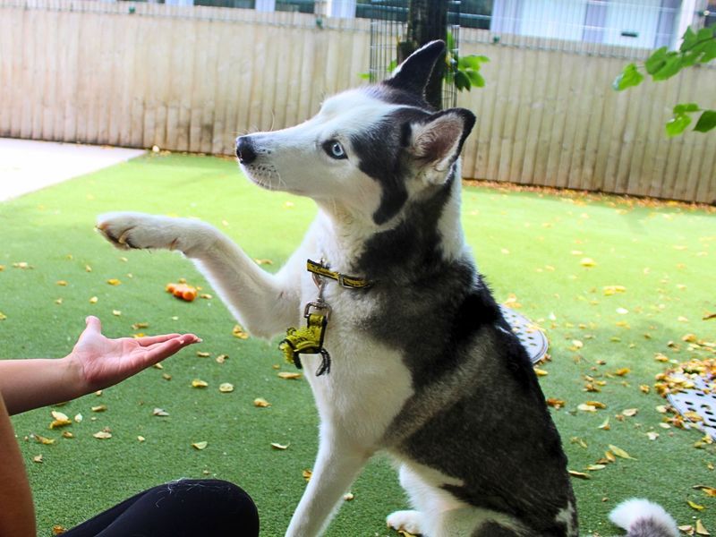 Willow | Siberian Husky | Manchester - 7