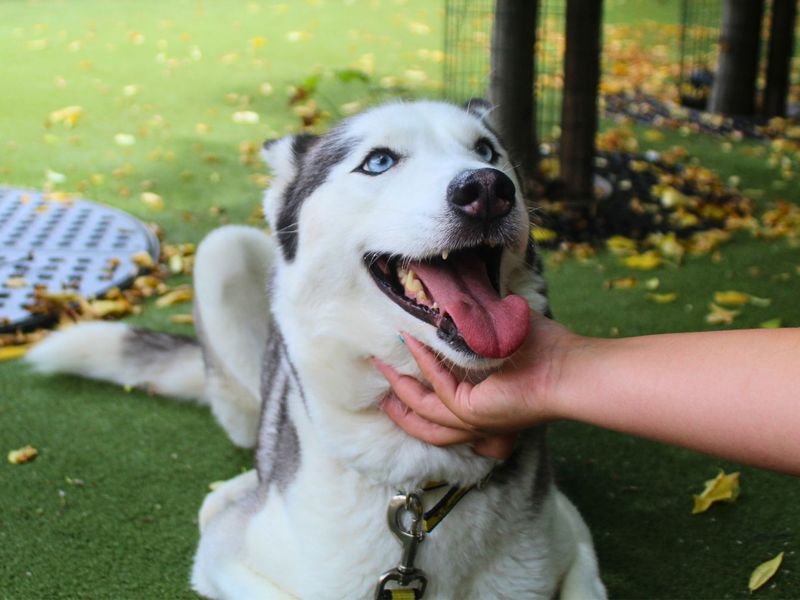 Willow | Siberian Husky | Manchester - 4